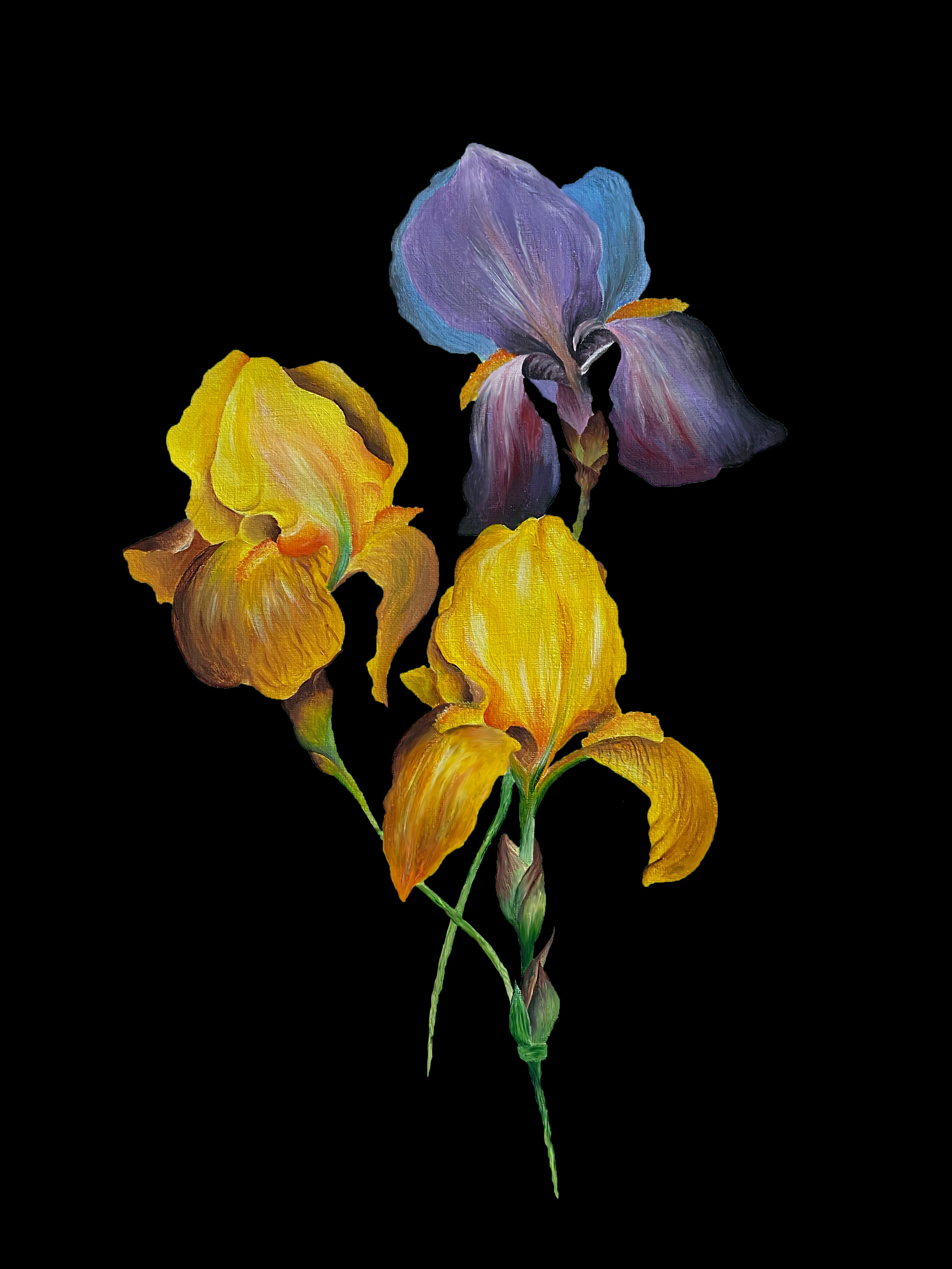 Three Irises