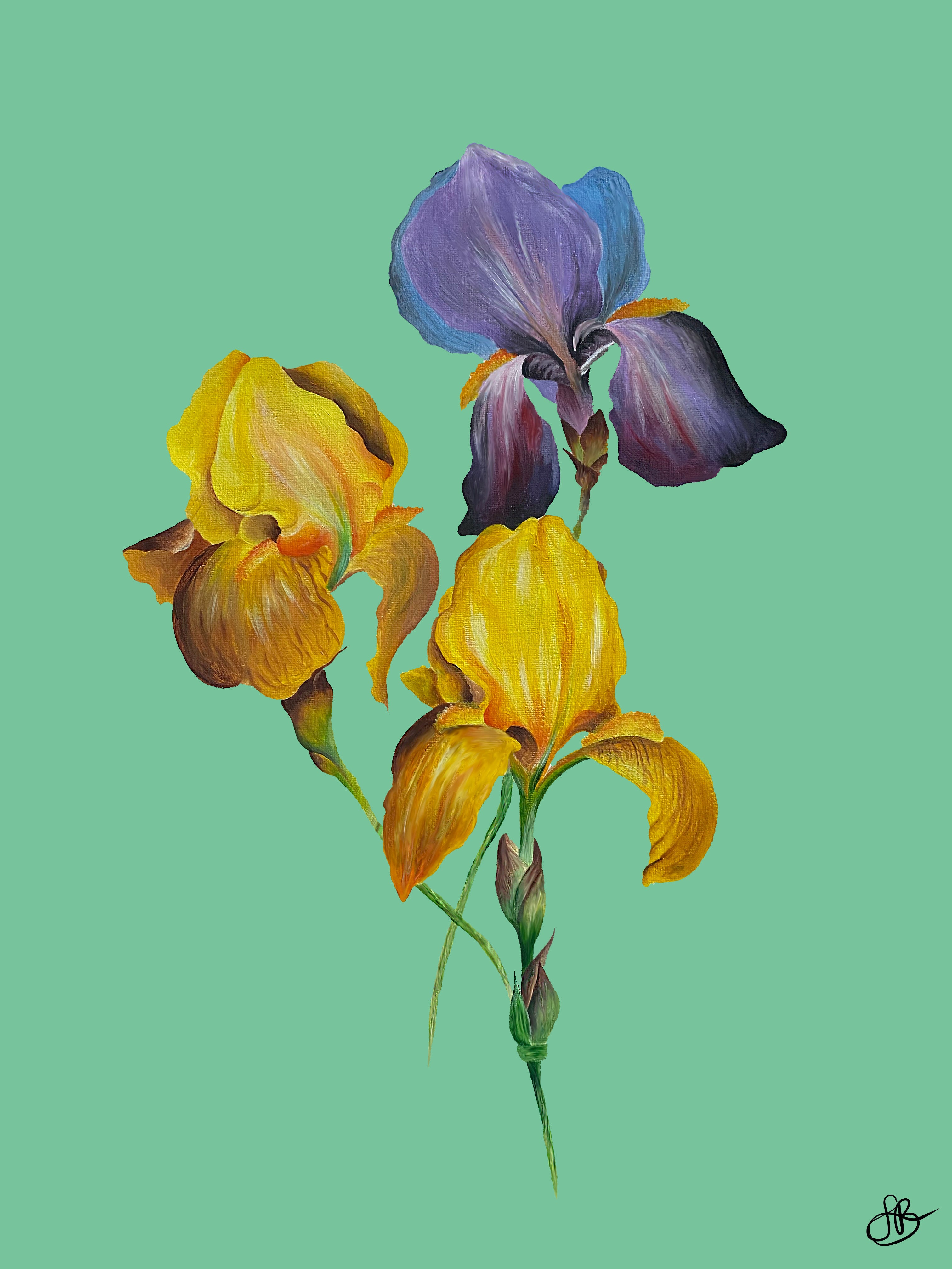 Three Irises