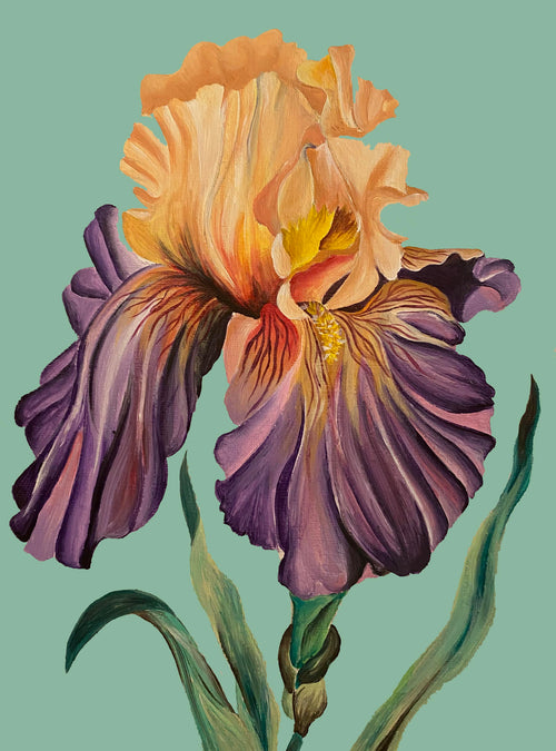Dark before dawn iris