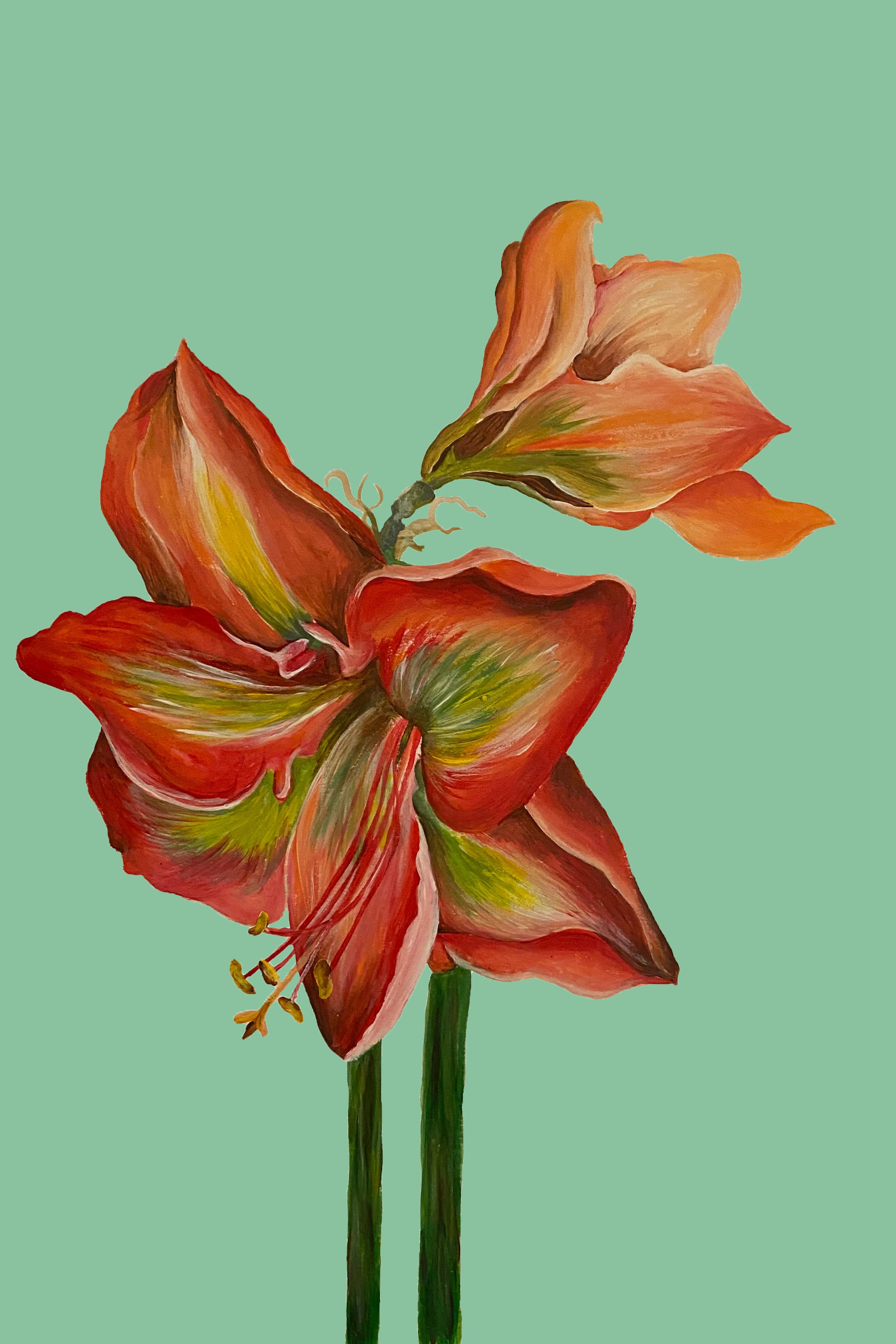 Scarlet Amaryllis