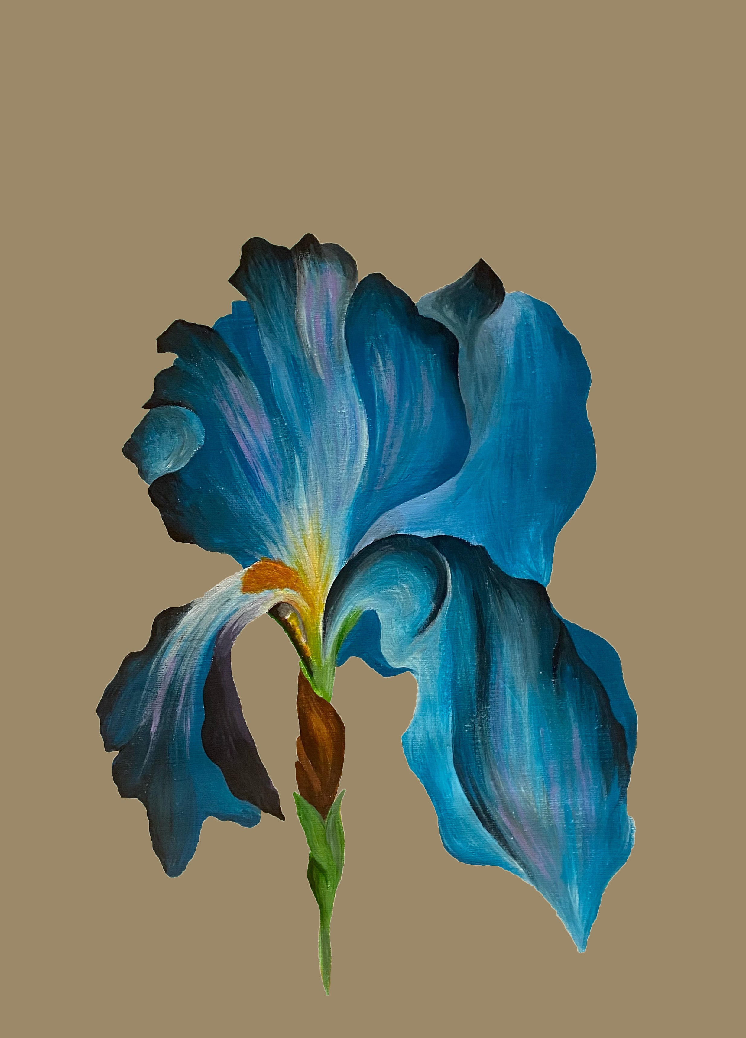 Blue iris
