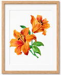 Orange lilies