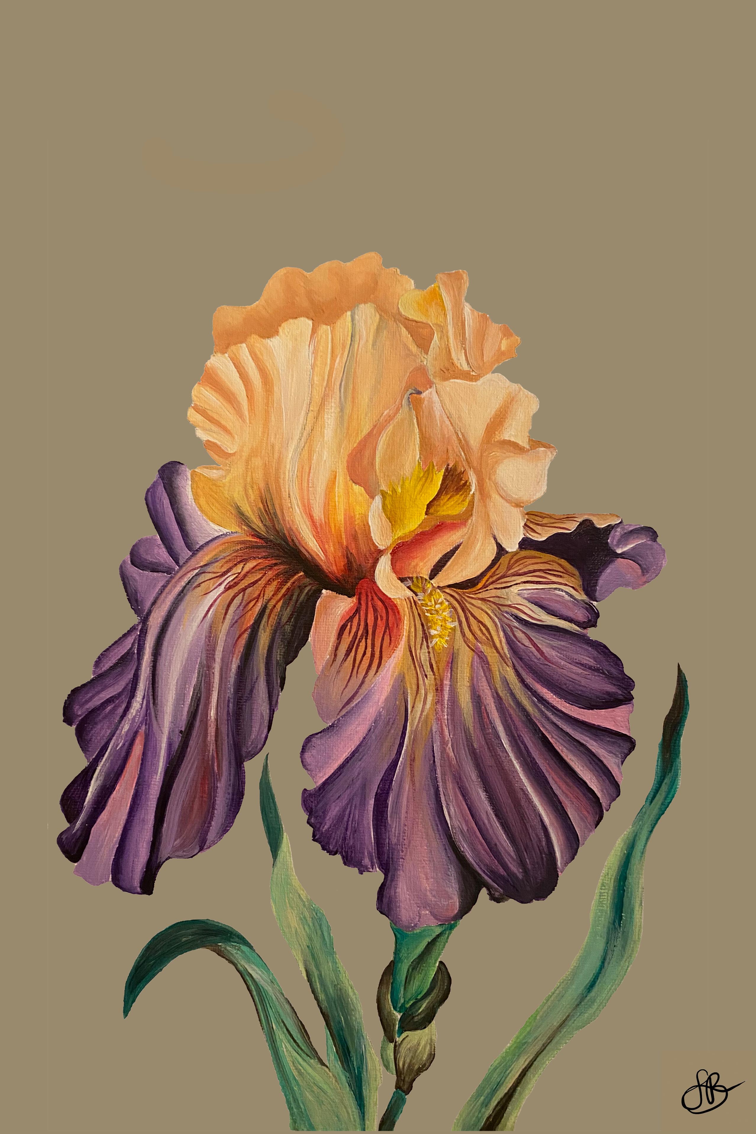 Dark before dawn iris