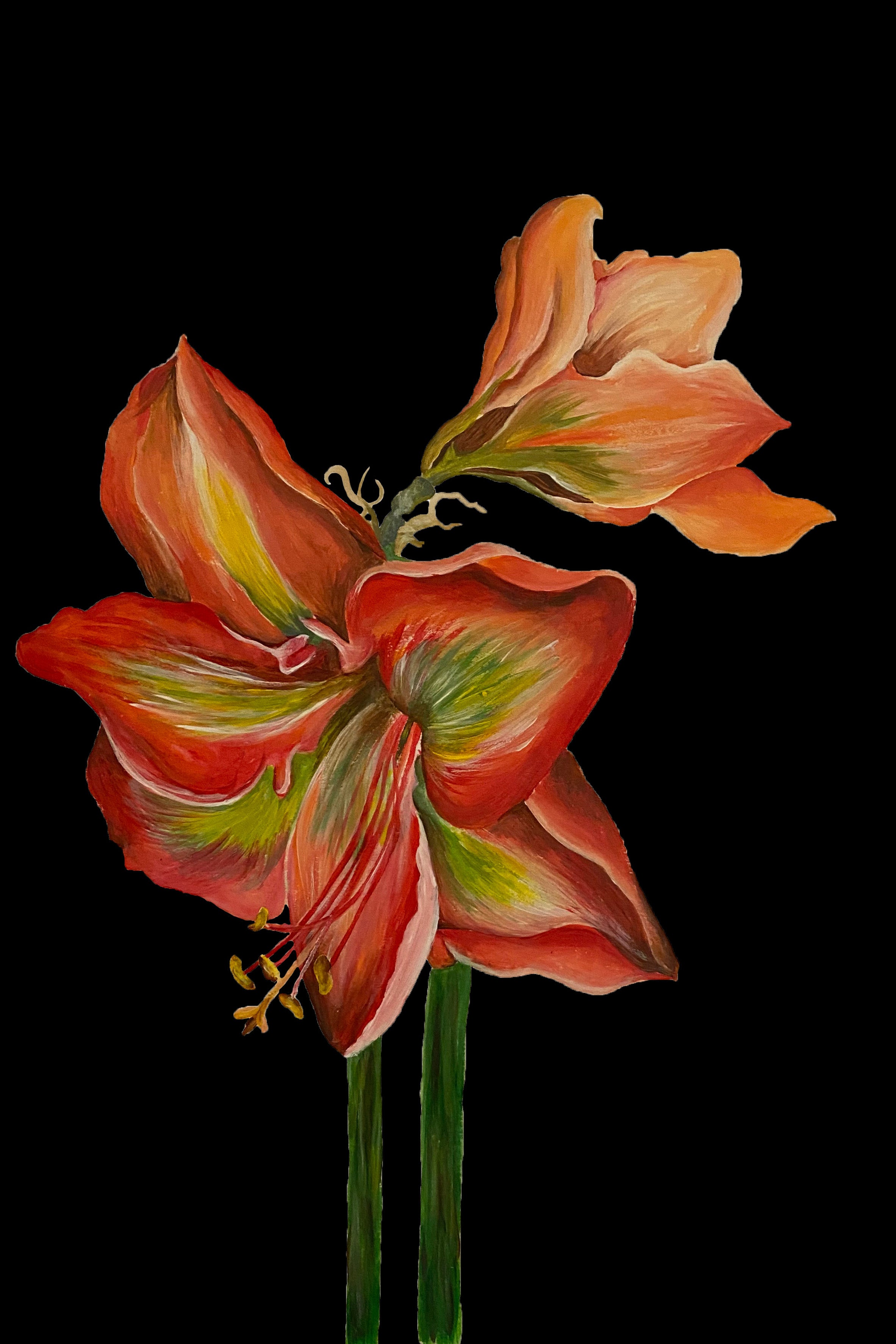Scarlet Amaryllis
