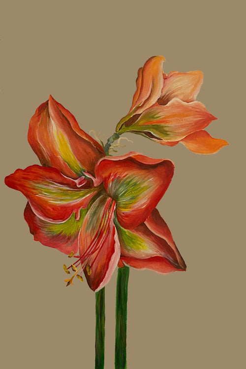 Scarlet Amaryllis