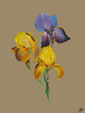 Three Irises