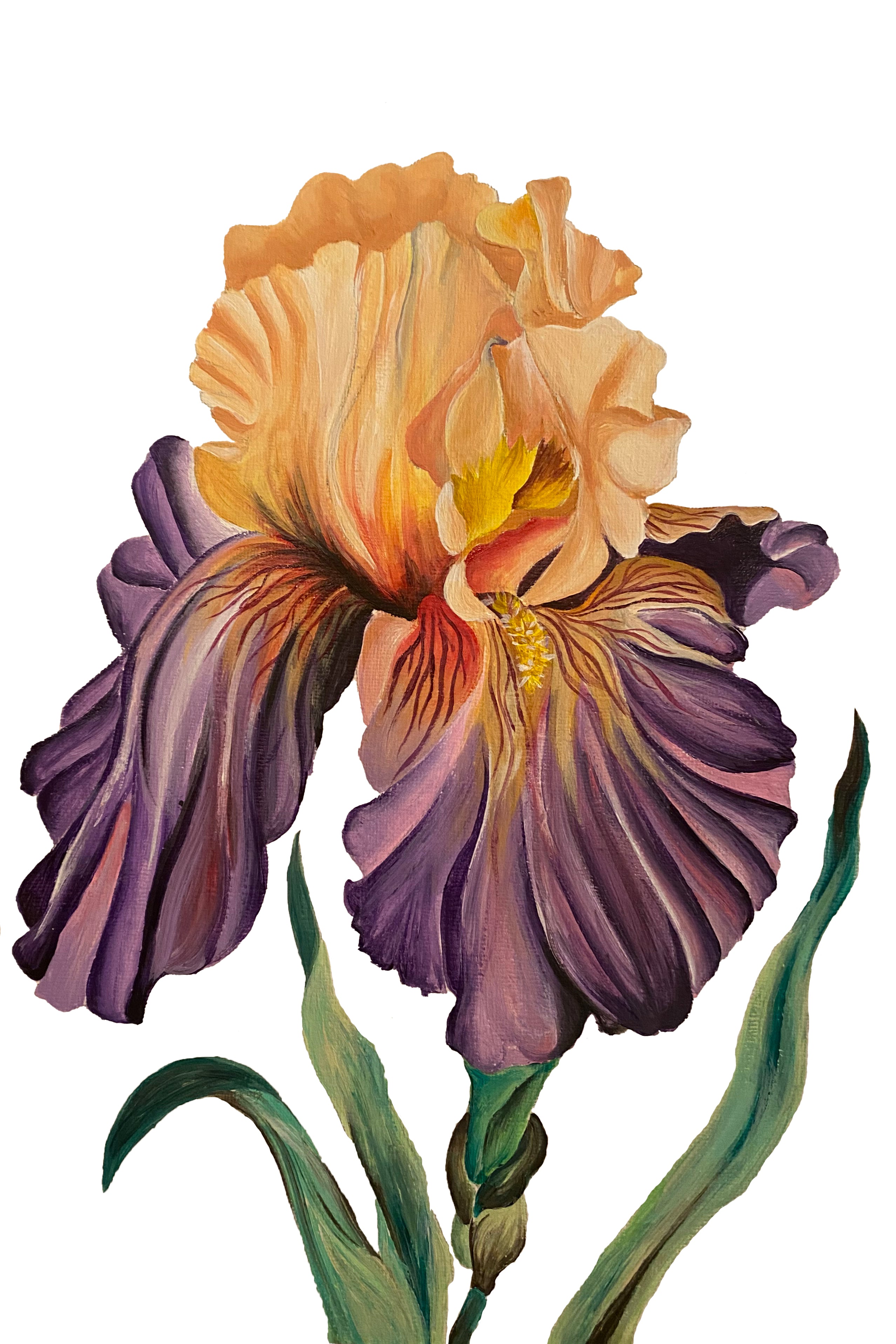 Dark before dawn iris