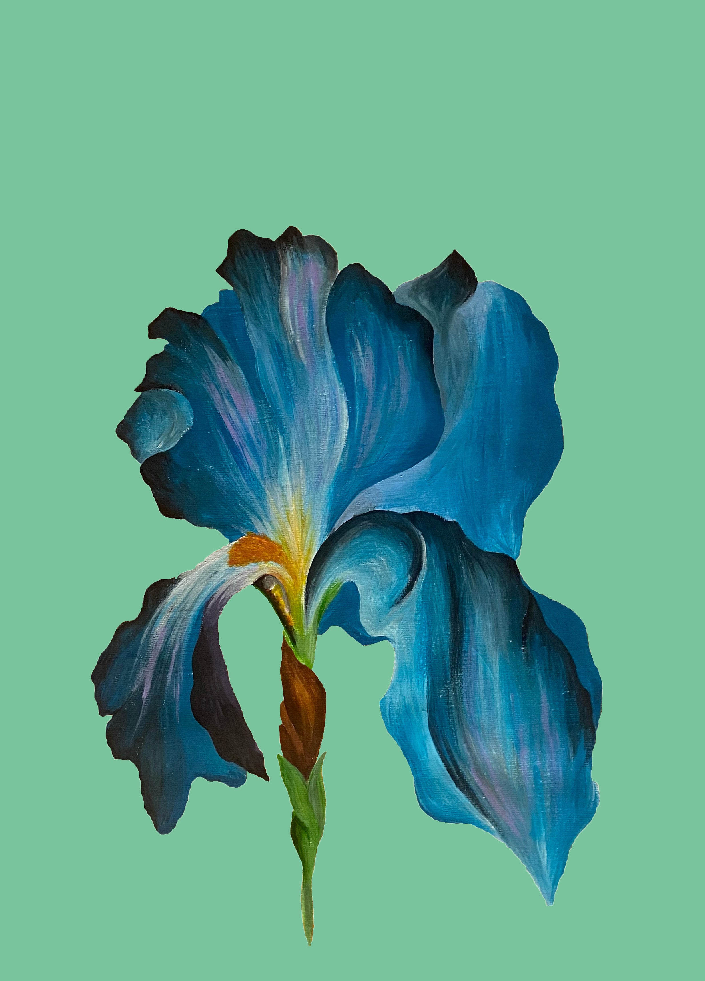 Blue iris