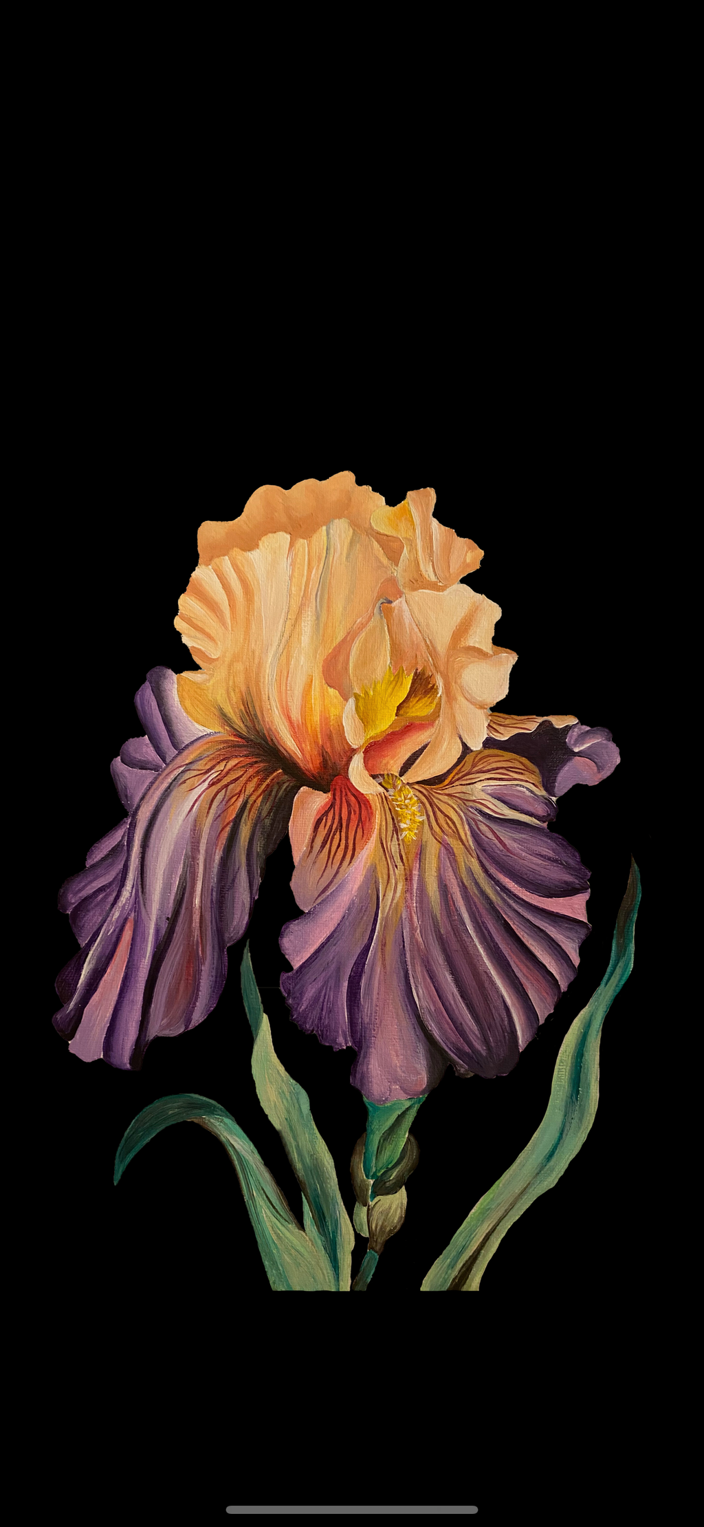 Dark before dawn iris