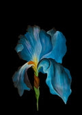 Blue iris