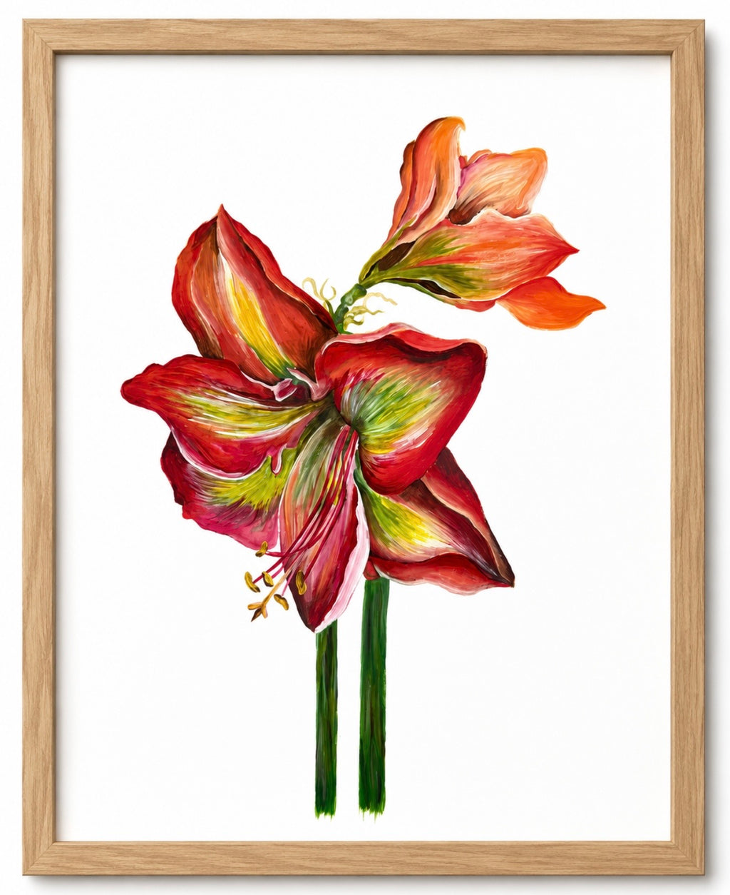Scarlet Amaryllis