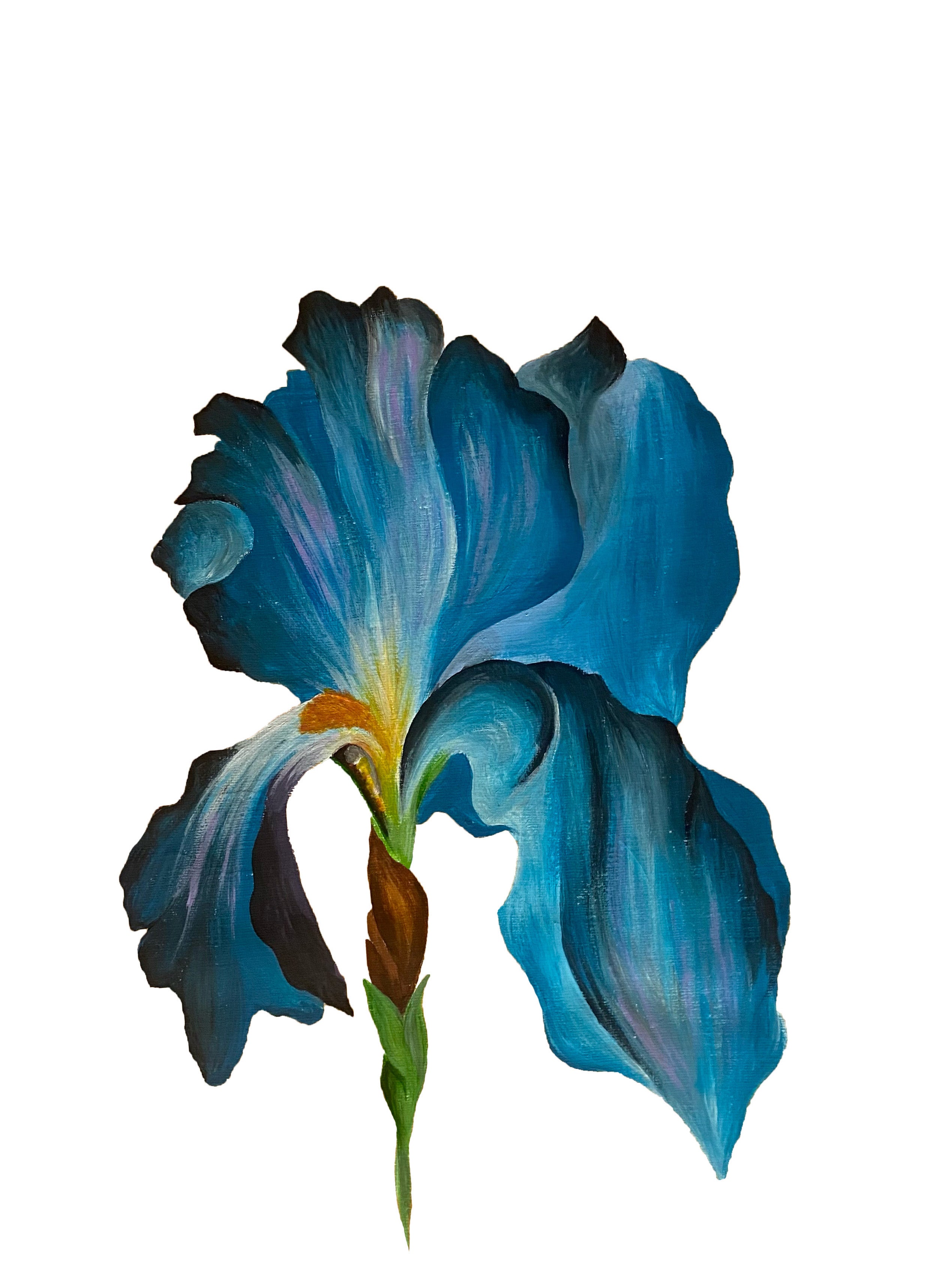 Blue iris