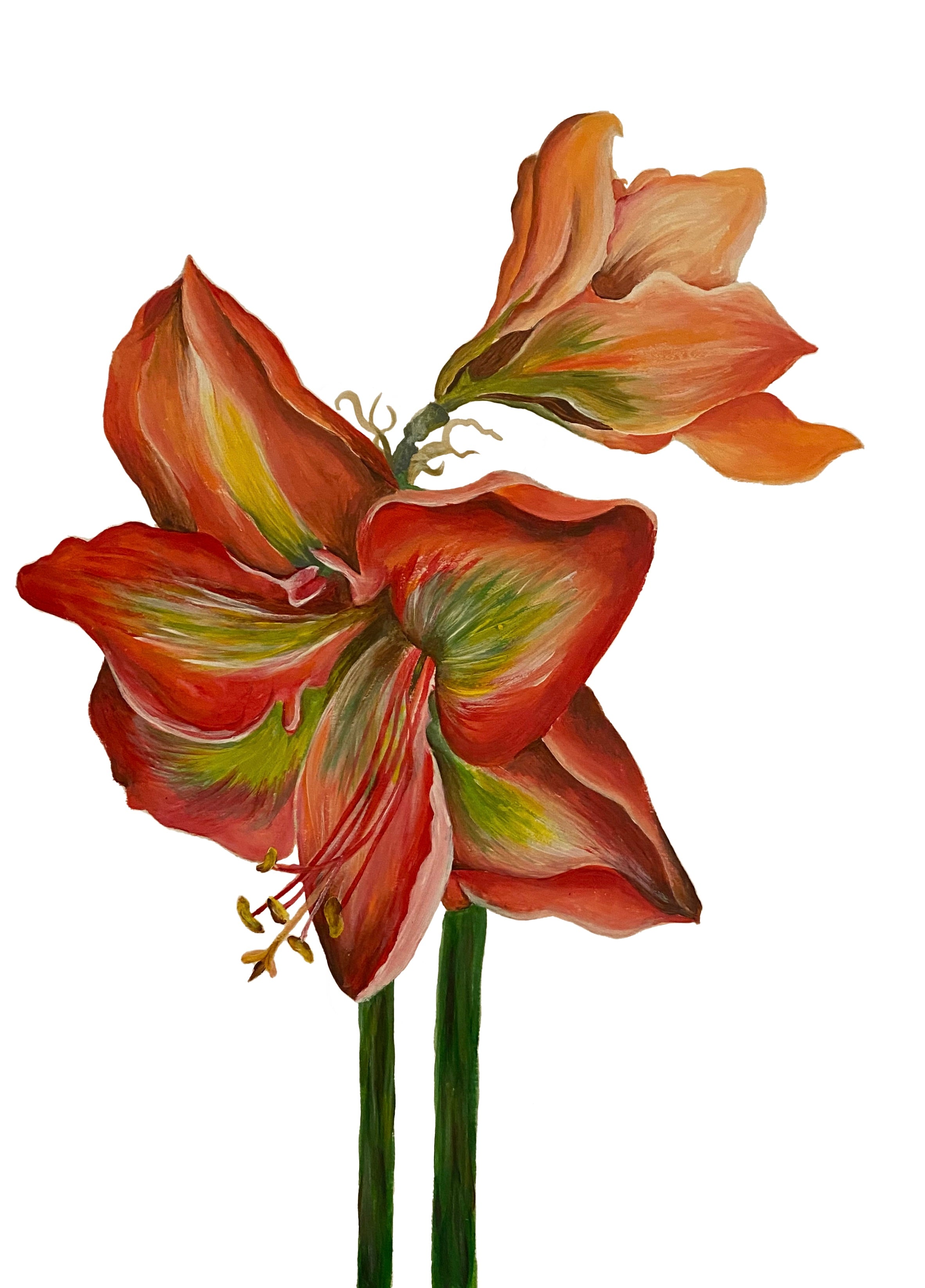 Scarlet Amaryllis
